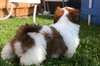 Superbe Chiots shih tzu non lof - photo 2