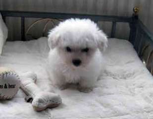 Doux Bichon Frise chiots pour adoption