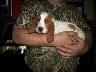 Chiots Basset Hound à vendre
