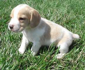 Pocket chiots beagles réels à vendre