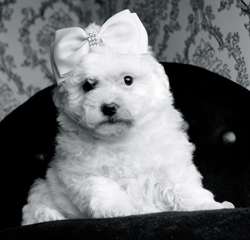 M&#226;le et femelle &quot;Adorable Bichon Femme pr&#234;t &#224; part