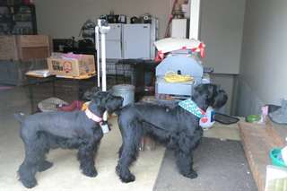 Formé Schnauzer géant hommes noirs et femmes à ven