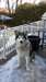 service d accouplement malamute d alaska male - photo 8