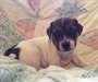 ckc Jack Russell terrier chiots Raising prises - photo 1