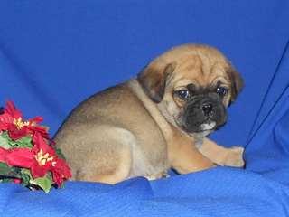 Pug chiots pr&#234;t &#224; aller !!
