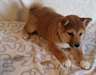 Shiba Inu chiots prêt maintenant - photo 1