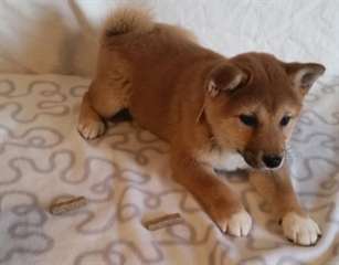 Shiba Inu chiots prêt maintenant