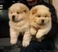 Chiots Chow Chow - photo 2