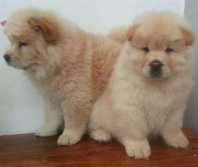Chiots Chow Chow