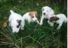 Type jack russel - photo 1
