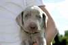 Magnifique chiot Weimaraner ACA à vendre - photo 1