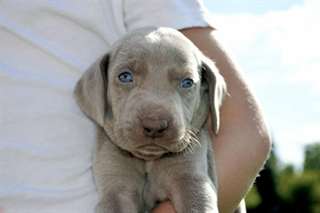 Magnifique chiot Weimaraner ACA à vendre