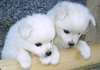 mâle et femelle urebred Samoyède chiots belle form - photo 1