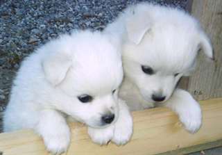 mâle et femelle urebred Samoyède chiots belle form