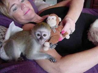 Magnifiques Singes de race capucin disponible