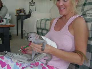 excellent singe de type capucin a donner