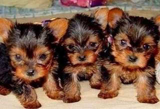 Yorky chiots à vendre.