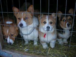 AKC chiots exceptionnels Pembroke Welsh Corgi Pemb