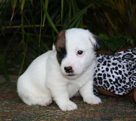 Jack Russell chiots, chiots à vendre Russell