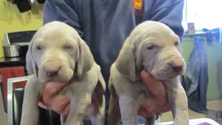 Litière AKC enregistré Braque de Weimar (9 disponi