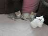 Chatons Persan Chinchillas Disponible - photo 2