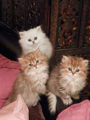 Chatons Persan Chinchillas Disponible