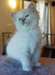 Chatons Ragdoll A Vendre - photo 1