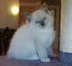 Chatons Ragdoll A Vendre - photo 2