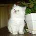Chatons Ragdoll A Vendre - photo 3