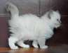 Chatons Ragdoll A Vendre - photo 4