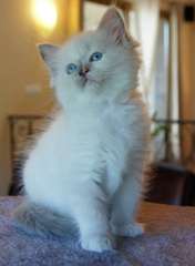 Chatons Ragdoll A Vendre