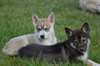 magnifiques chiot husky de siberien - photo 2