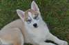 magnifiques chiot husky de siberien - photo 3