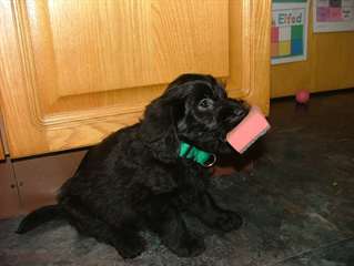 Chiots Labrador noirs et chocolat pour adoption
