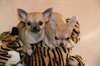 chiots chihuahua poils court - photo 2