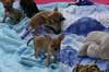 chiots chihuahua poils court - photo 3