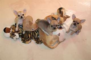chiots chihuahua poils court