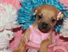 Adorables chiots chihuahua fauve - photo 2