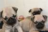 superbes chiots carlin disponible - photo 1