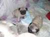 superbes chiots carlin disponible - photo 3