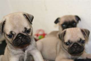 superbes chiots carlin disponible