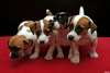 chiots jack russell terrier dispo - photo 1