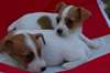 chiots jack russell terrier dispo - photo 2