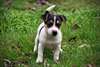 chiots jack russell terrier dispo - photo 3