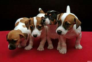 chiots jack russell terrier dispo