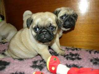 Superbes chiots de race carlin