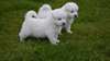 Magnifiques chiots samoyede disponible - photo 1