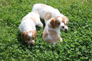 Chiots EPAGNEUL BRETON  A DONNER