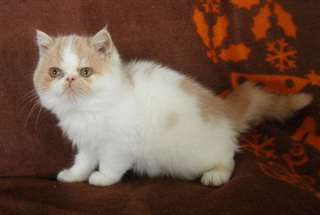 chatons Persan à donner