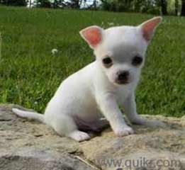 Magnifiques chiots chihuahua disponible